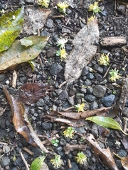 Passiflora tetrandra