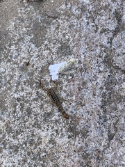 Superstitionia donensis