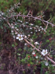 Leptospermum arachnoides