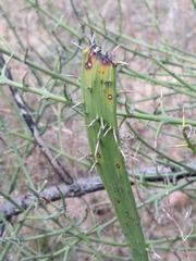 Adolphia californica