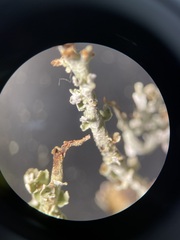 Cladonia ecmocyna