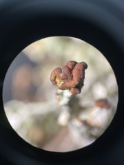 Cladonia ecmocyna