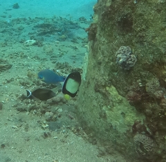 Apolemichthys xanthotis