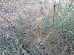 Adolphia californica