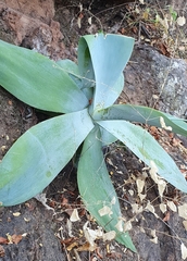 Agave infiernilloensis