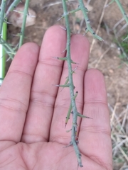 Adolphia californica