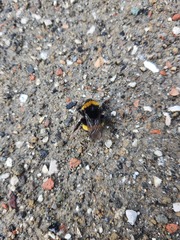 Bombus