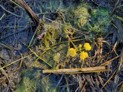 Utricularia foliosa