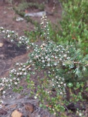 Leptospermum arachnoides