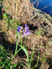 Tradescantia ohiensis
