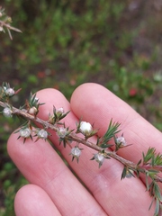 Leptospermum arachnoides