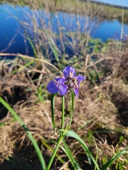 Tradescantia ohiensis