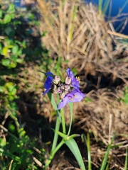 Tradescantia ohiensis