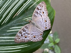 Junonia atlites