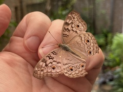 Junonia atlites