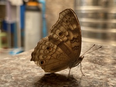 Junonia atlites