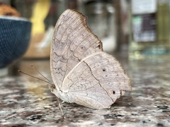 Junonia atlites