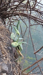 Agave infiernilloensis