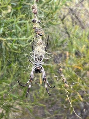 Trichonephila edulis