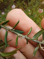 Grevillea sphacelata