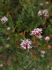 Grevillea sphacelata