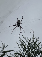 Trichonephila edulis