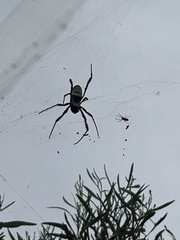 Trichonephila edulis