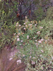 Grevillea sphacelata