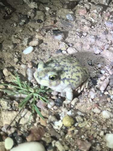 Couch's Spadefoot