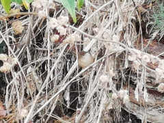 Prinia gracilis