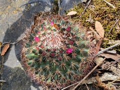 Mammillaria rhodantha fera-rubra