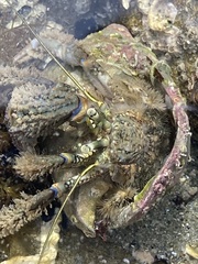 Pagurus novizealandiae