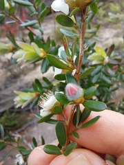 Leptospermum grandifolium
