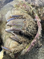 Pagurus novizealandiae