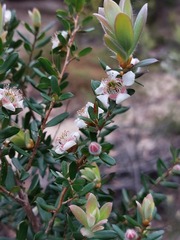 Leptospermum grandifolium