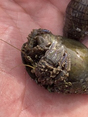 Pagurus novizealandiae