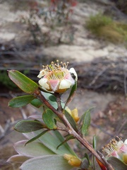 Leptospermum grandifolium