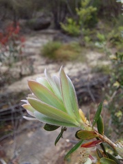 Leptospermum grandifolium