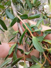 Leptospermum grandifolium