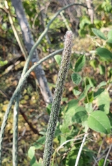Peniocereus lazaro-cardenasii
