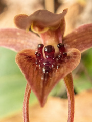 Chiloglottis grammata