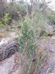Leptospermum grandifolium