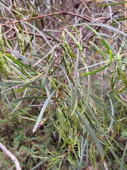 Acacia elongata