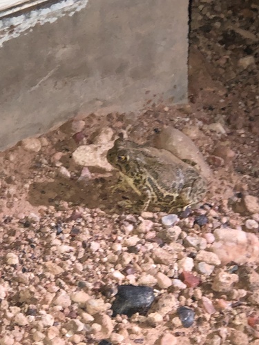Great Plains Toad