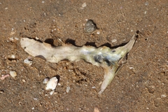 Malleus albus