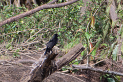 Molothrus oryzivorus