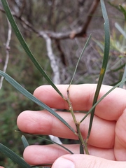 Acacia elongata