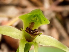 Chiloglottis cornuta