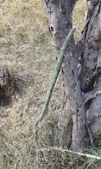 Acanthocereus tepalcatepecanus
