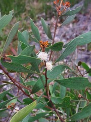 Hakea laevipes